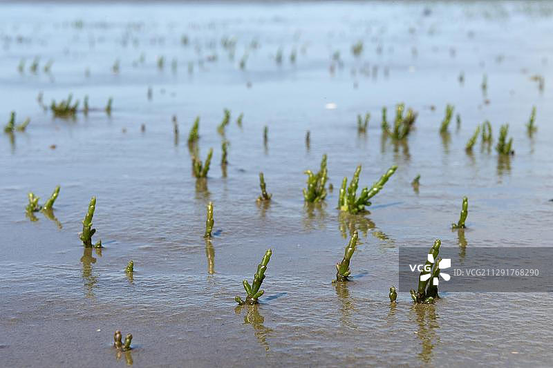 盐角草，瓦登海，石勒苏益格-荷尔斯泰因州，德国图片素材