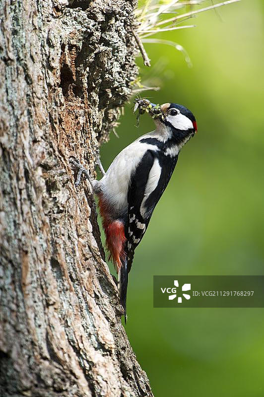 德国北黑森州萨巴堡原始森林自然保护区，大斑啄木鸟图片素材