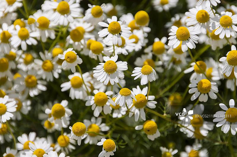 德国黑森州药用植物洋甘菊图片素材