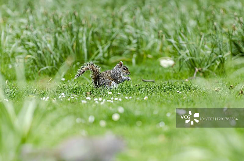 在英国伦敦圣詹姆斯公园草地上的灰松鼠图片素材