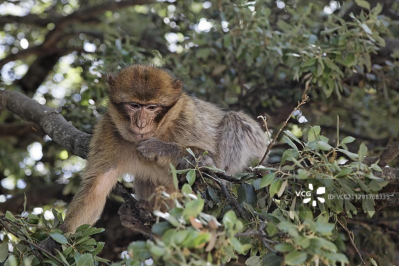摩洛哥梅克内斯-塔菲拉莱特伊夫兰国家公园的巴巴里猕猴图片素材