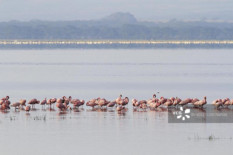 小红鹳，肯尼亚纳库鲁湖图片素材