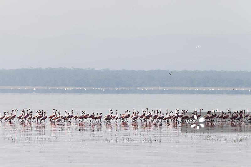 非洲肯尼亚纳库鲁湖的小红鹳（小火烈鸟）图片素材