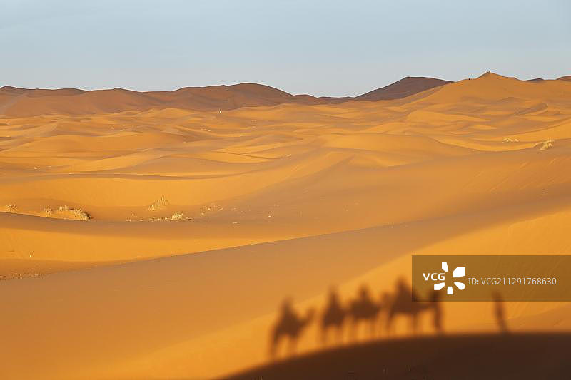 摩洛哥撒哈拉沙漠骆驼队沙丘影子图片素材