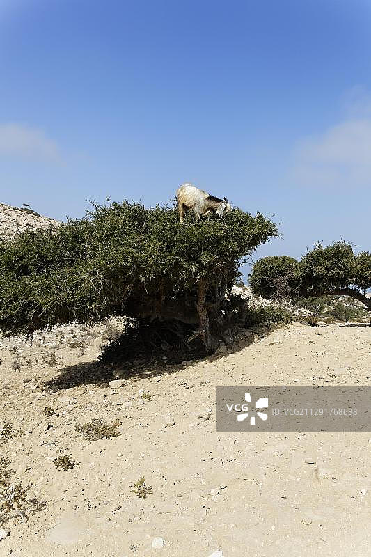 非洲北部马格里布的阿甘树上的山羊图片素材