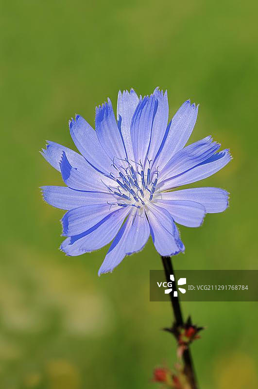 菊苣花，北莱茵-威斯特法伦，德国，欧洲图片素材