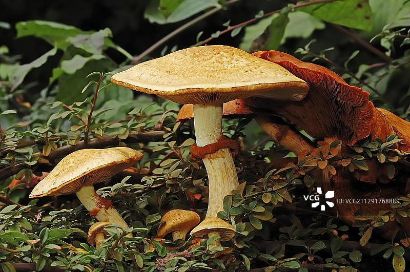 德国北莱茵-威斯特法伦的壮丽锈褶菌图片素材