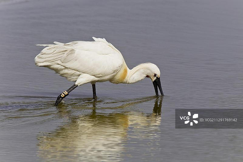 琵琶鹭（荷兰特塞尔）图片素材