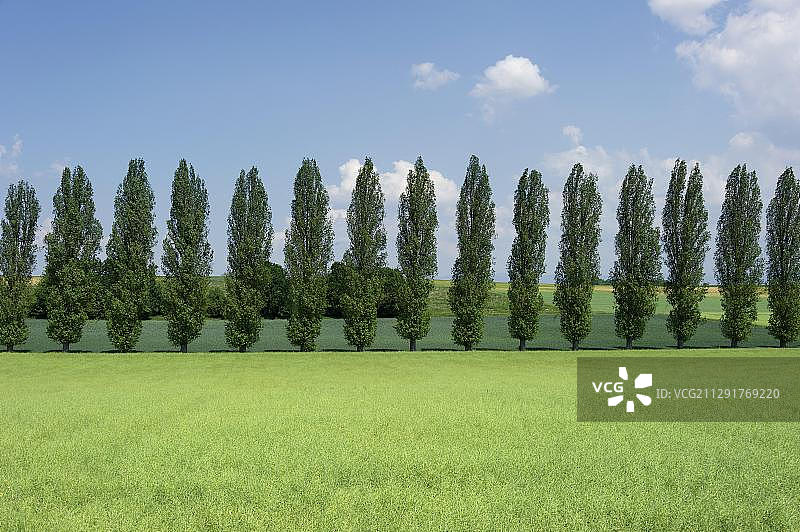 伦巴第白杨树（意大利杨）大道，德国巴伐利亚州施特劳宾附近图片素材