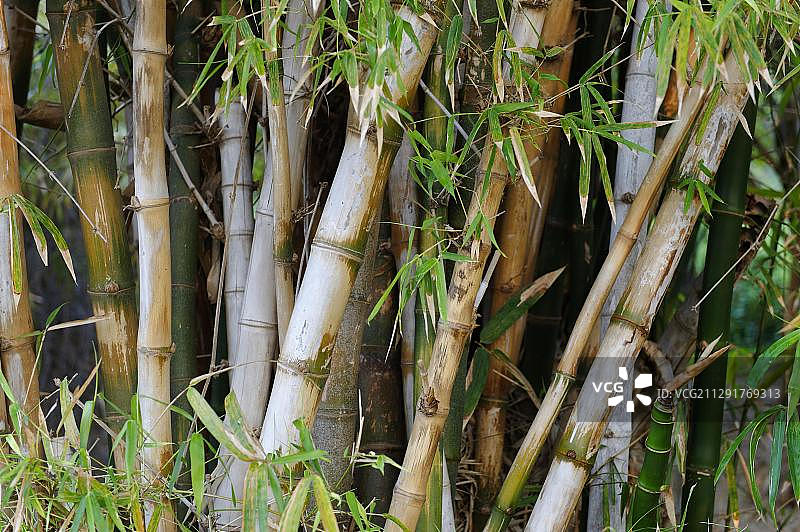 旅馆花园：位于加利利海的朝圣者之家，以色列图片素材