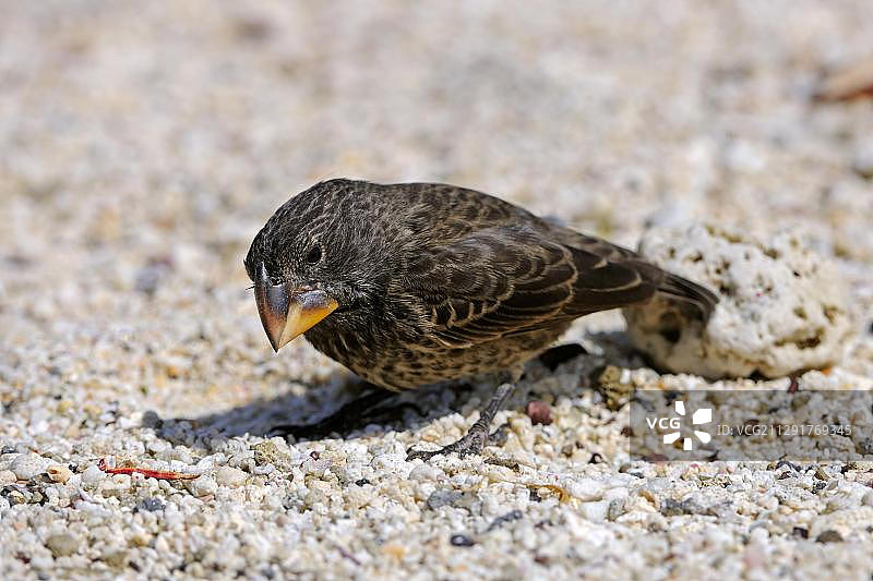 中地雀，位于厄瓜多尔加拉帕戈斯群岛的杰诺韦萨岛，联合国教科文组织世界遗产地，南美洲图片素材