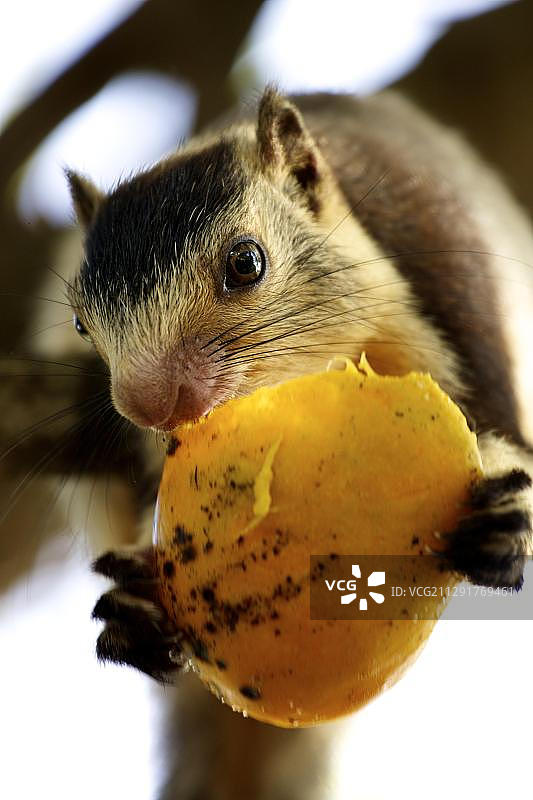 feeding during 松鼠 during 亚拉国家公园，斯里兰卡，亚洲图片素材