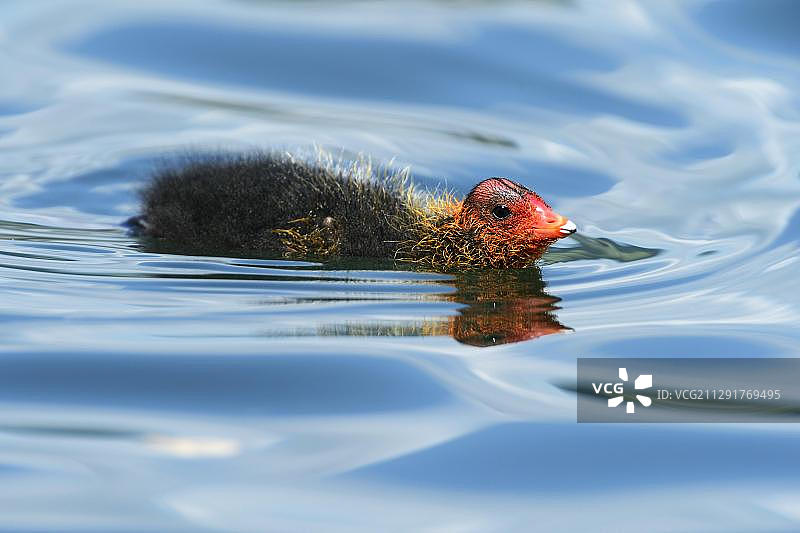 在瑞士楚格湖的年轻骨顶鸡图片素材