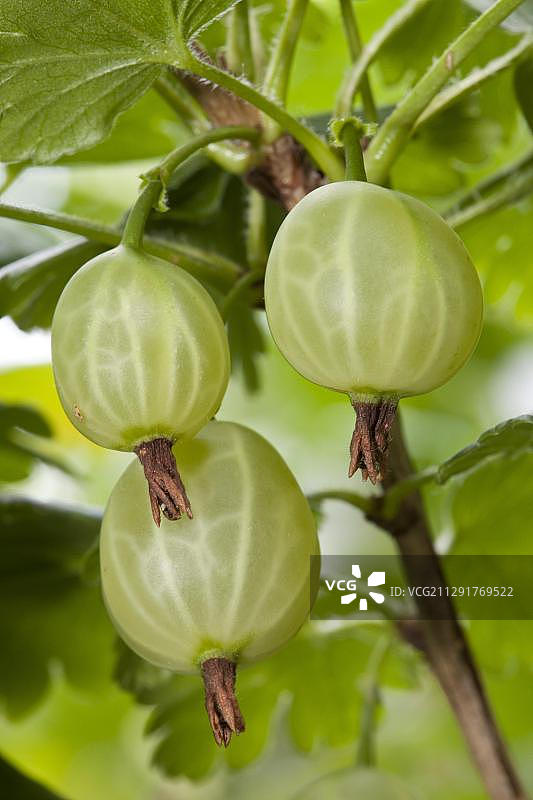 醋栗（Ribes uva-crispa），灌木上的浆果，在德国多特蒙德的花园里图片素材