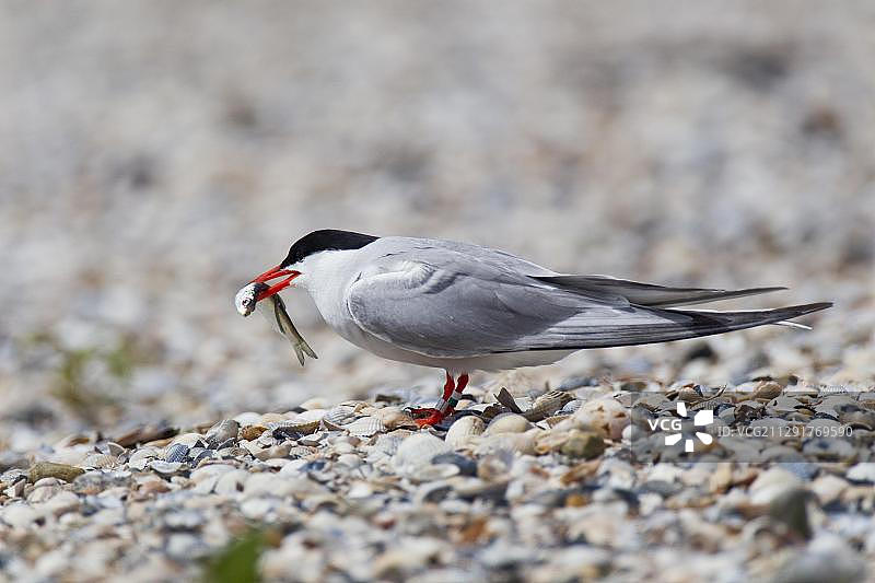 嘴里叼着鱼的普通燕鸥图片素材