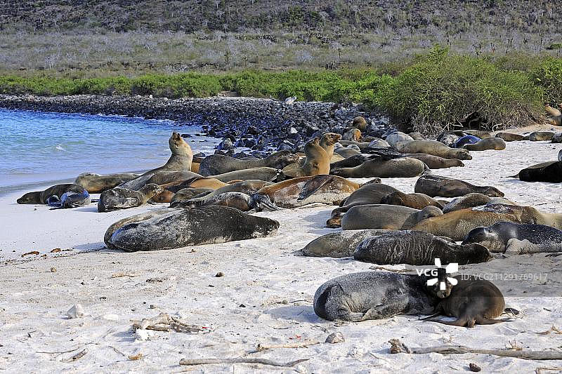 加拉帕戈斯海狮，圣达菲岛，加拉帕戈斯群岛，联合国教科文组织世界遗产，厄瓜多尔，南美洲图片素材
