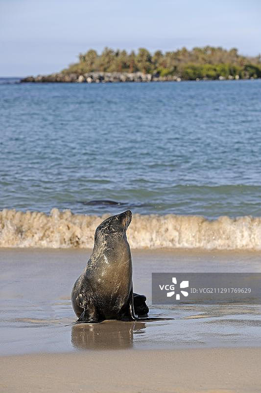 加拉帕戈斯海狮，圣达菲岛，加拉帕戈斯群岛，联合国教科文组织世界遗产，厄瓜多尔，南美洲图片素材