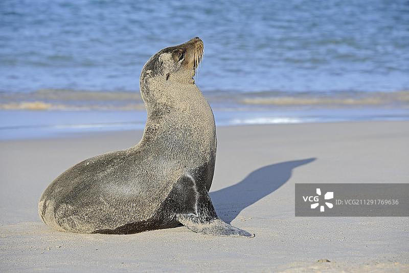 加拉帕戈斯海狮，圣达菲岛，加拉帕戈斯群岛，联合国教科文组织世界遗产，厄瓜多尔，南美洲图片素材