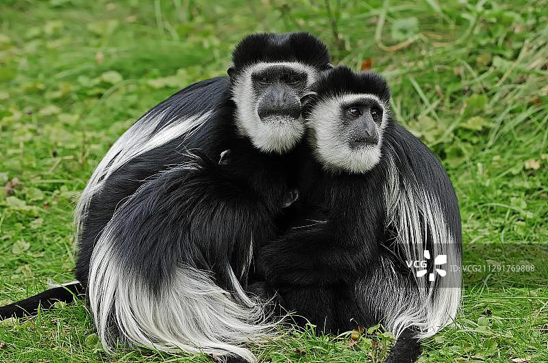 非洲冕猴，带着幼崽，圈养，德国，欧洲图片素材