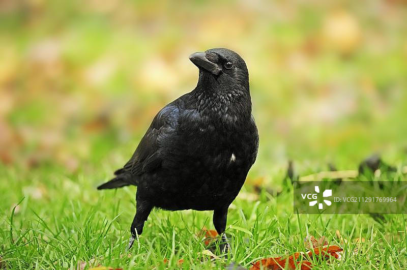 小嘴乌鸦，德国北莱茵-威斯特法伦州，欧洲图片素材