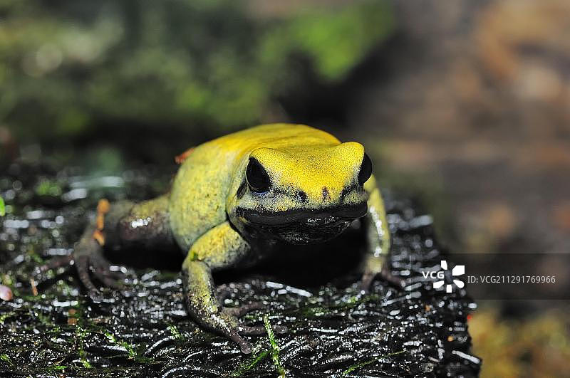 金色箭毒蛙，世界上毒性最强的蛙类，产于哥伦比亚图片素材