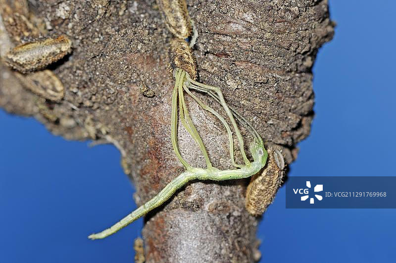 粉翅竹节虫（Sipyloidea sipylus），刚孵化的若虫和卵，圈养，德国北莱茵-威斯特伐利亚图片素材