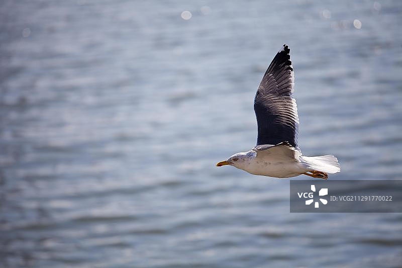 小黑背鸥飞翔，葡萄牙里斯本图片素材