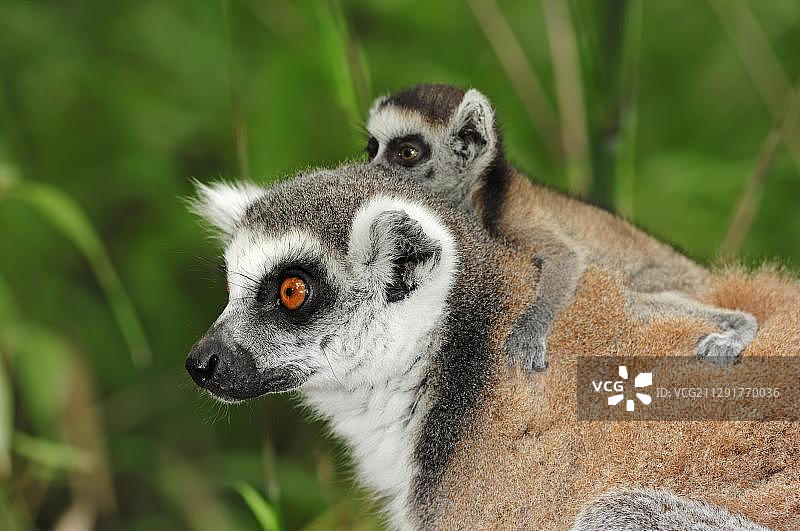 非洲马达加斯加，带着幼崽的雌性环尾狐猴图片素材
