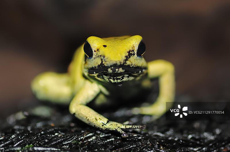金色箭毒蛙，世界上毒性最强的蛙类，来自哥伦比亚图片素材