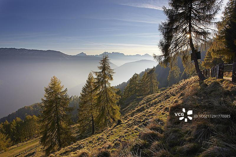 奥地利卡林西亚州马特勒山上的落叶松森林图片素材