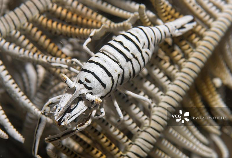 Crinoid虾，印度尼西亚，亚洲图片素材