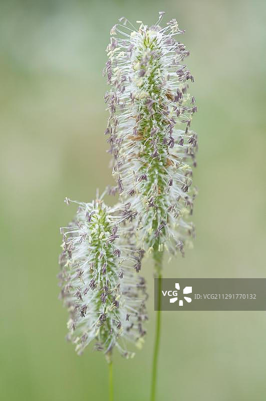 开花的草甸狐茅草图片素材
