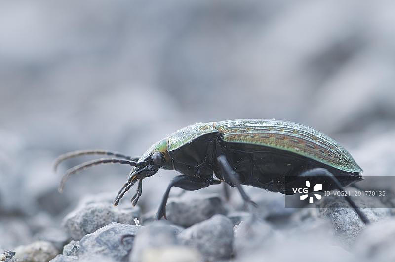 步行虫图片素材