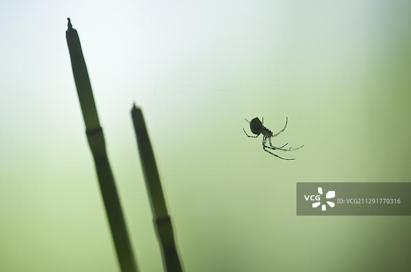 钱蛛和问荆，德国下萨克森图片素材