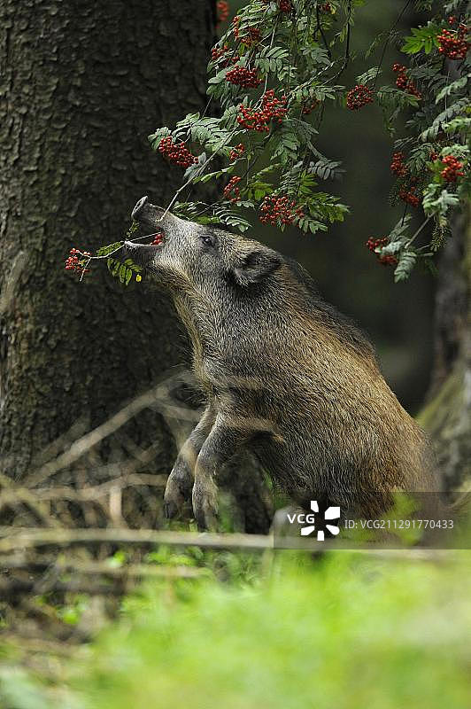 野猪与欧洲花楸树上的红色果实图片素材