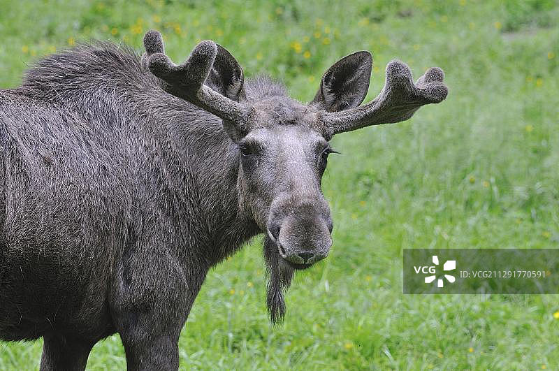 德国图林根的驼鹿图片素材