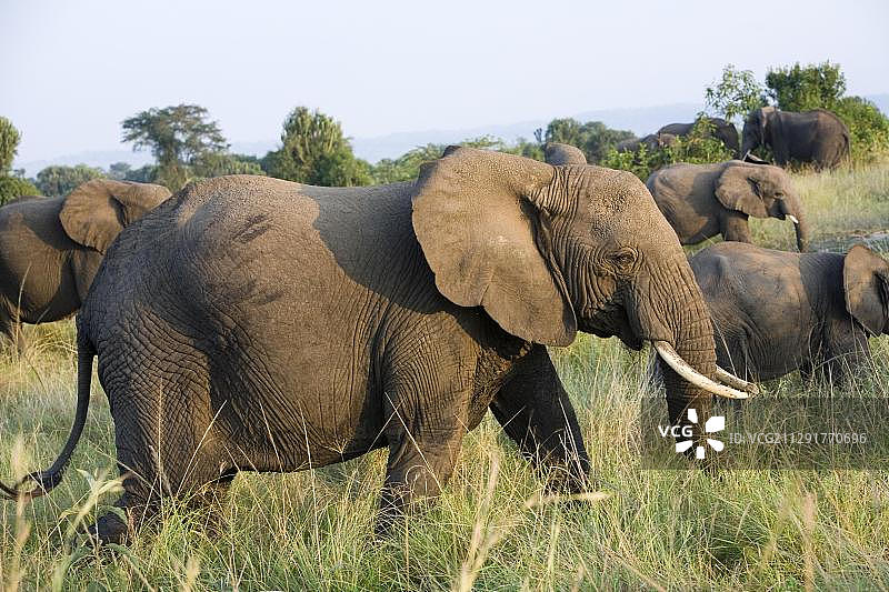 非洲丛林象（Loxodonta africana），象群在伊丽莎白女王国家公园卡辛加海峡附近，非洲乌干达图片素材