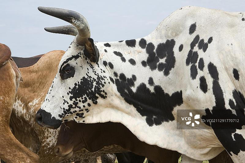 瓦图西牛群走在艾伯特湖附近的道路上图片素材