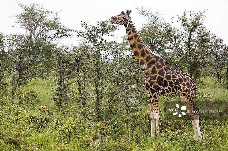 罗斯柴尔德长颈鹿，极危亚种。乌干达默奇森瀑布国家公园图片素材