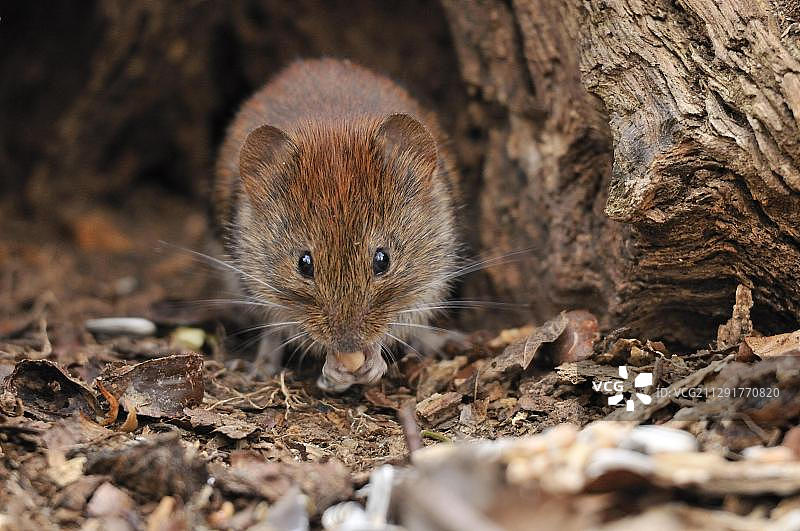 德国萨克森州莱比锡洪泛区森林中的田鼠（Myodes glareolus）图片素材