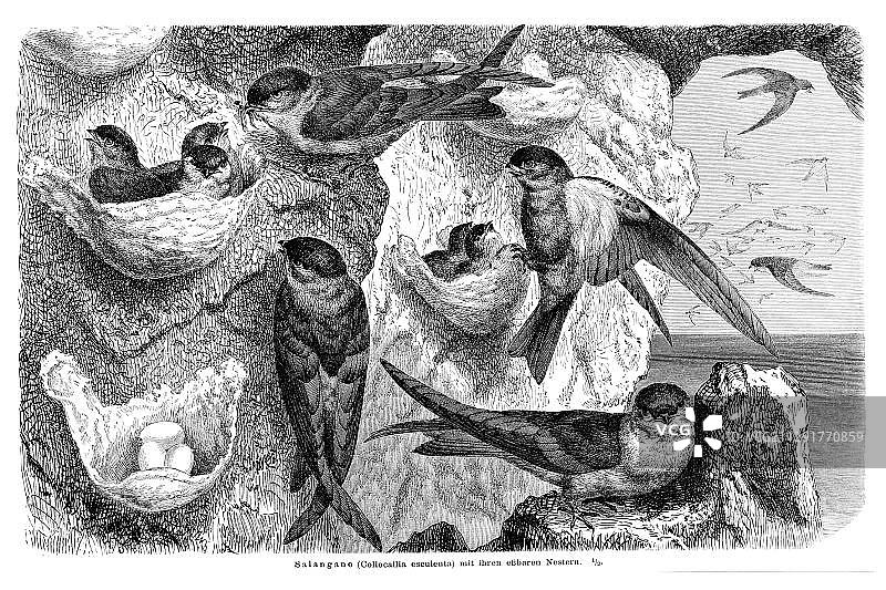 亮雨燕（Collocalia esculenta）历史图片，迈尔斯百科全书，1897年图片素材