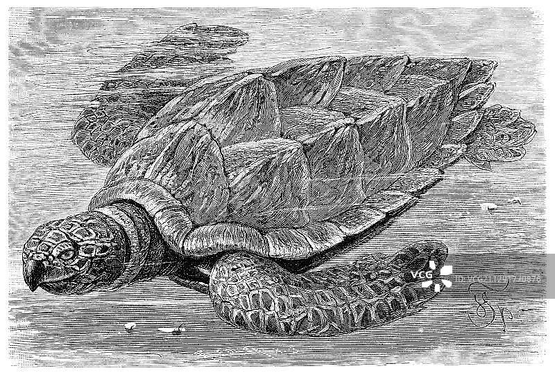 《梅耶百科全书》1897年历史图片：玳瑁图片素材