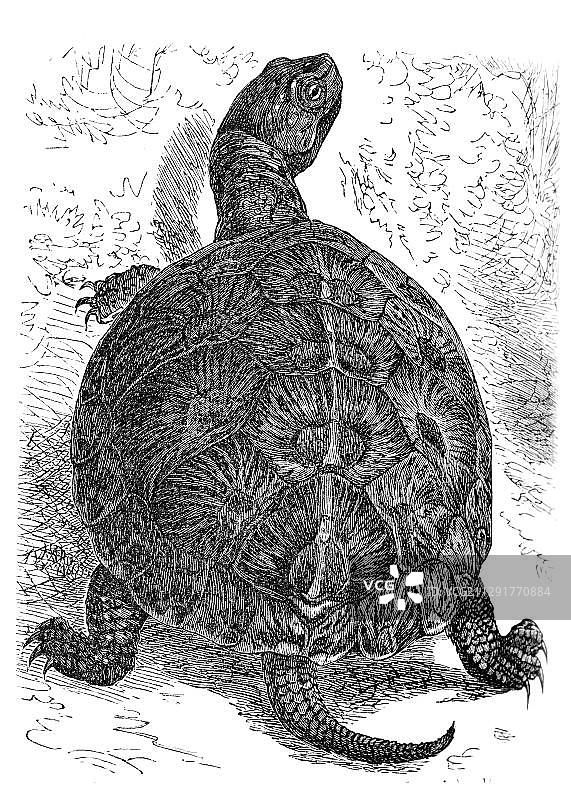 欧洲泽龟（Cistudo lutaria），历史图片，梅耶百科全书，1897年图片素材