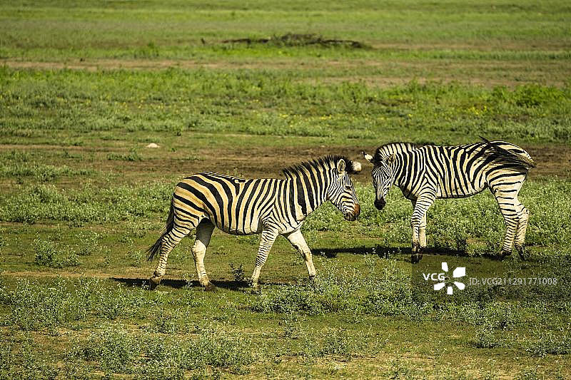 哈特曼山斑马，埃托沙国家公园，纳米比亚，非洲图片素材