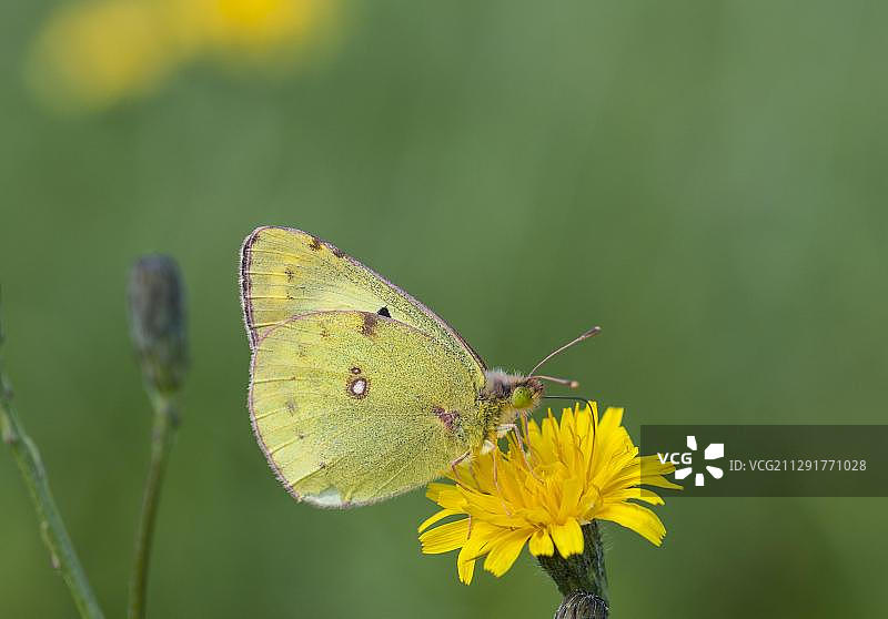 苜蓿黄粉蝶图片素材
