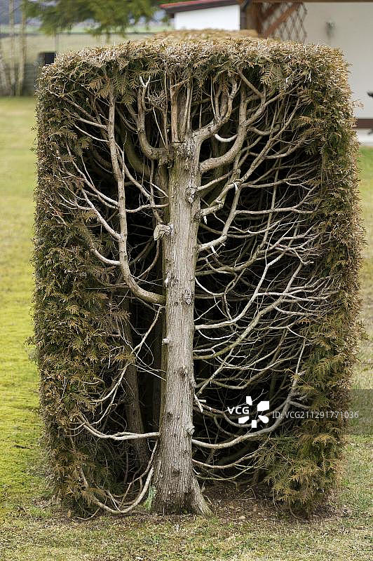 修剪成矩形树篱的香柏树图片素材