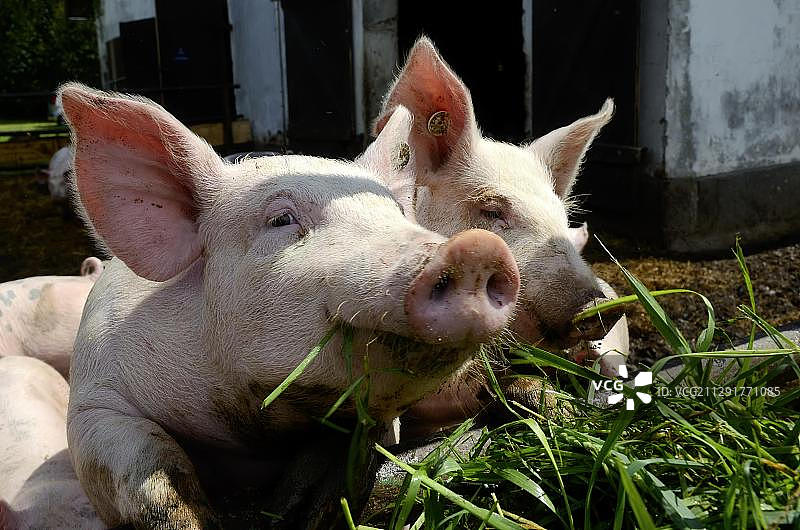 用绿色饲料喂养的家猪，位于德国石勒苏益格-荷尔斯泰因州的有机农场图片素材