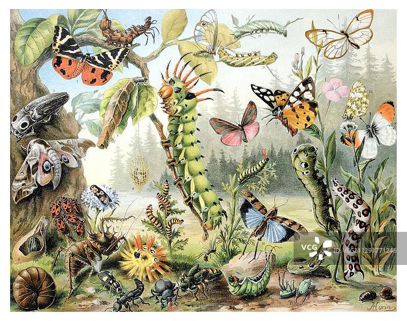 自然保护区历史插图，出自《梅耶百科全书》，1897年图片素材