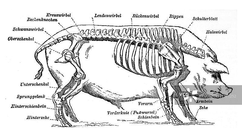 猪骨骼的各个部分，历史插图，迈尔斯 Konversations-Lexikon 百科全书，1897 年图片素材