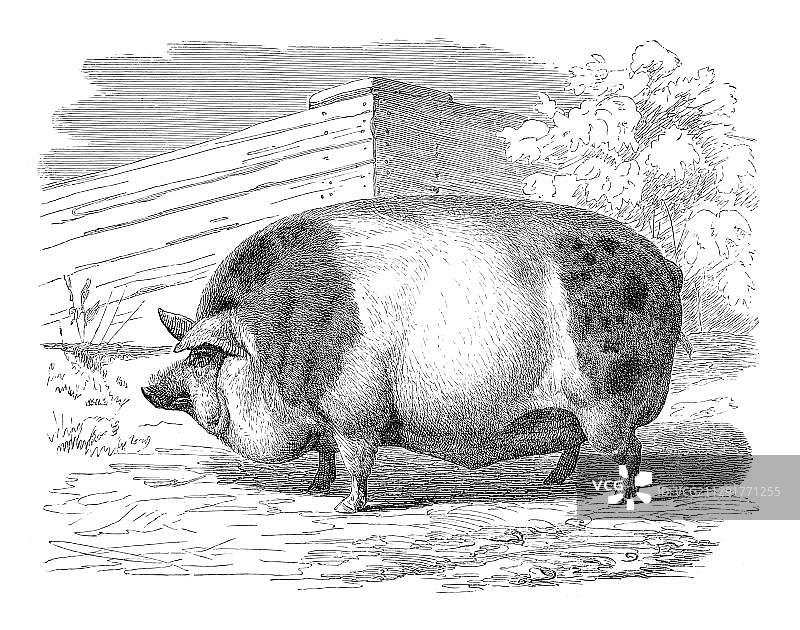 罕布什尔猪，历史插图，1897年图片素材